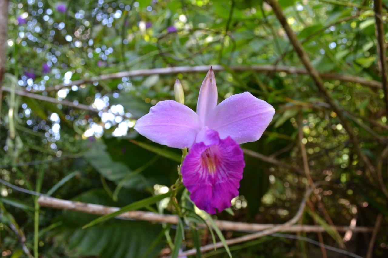 Natuga Ecolodge-Villas Dominical Baru Ngoại thất bức ảnh