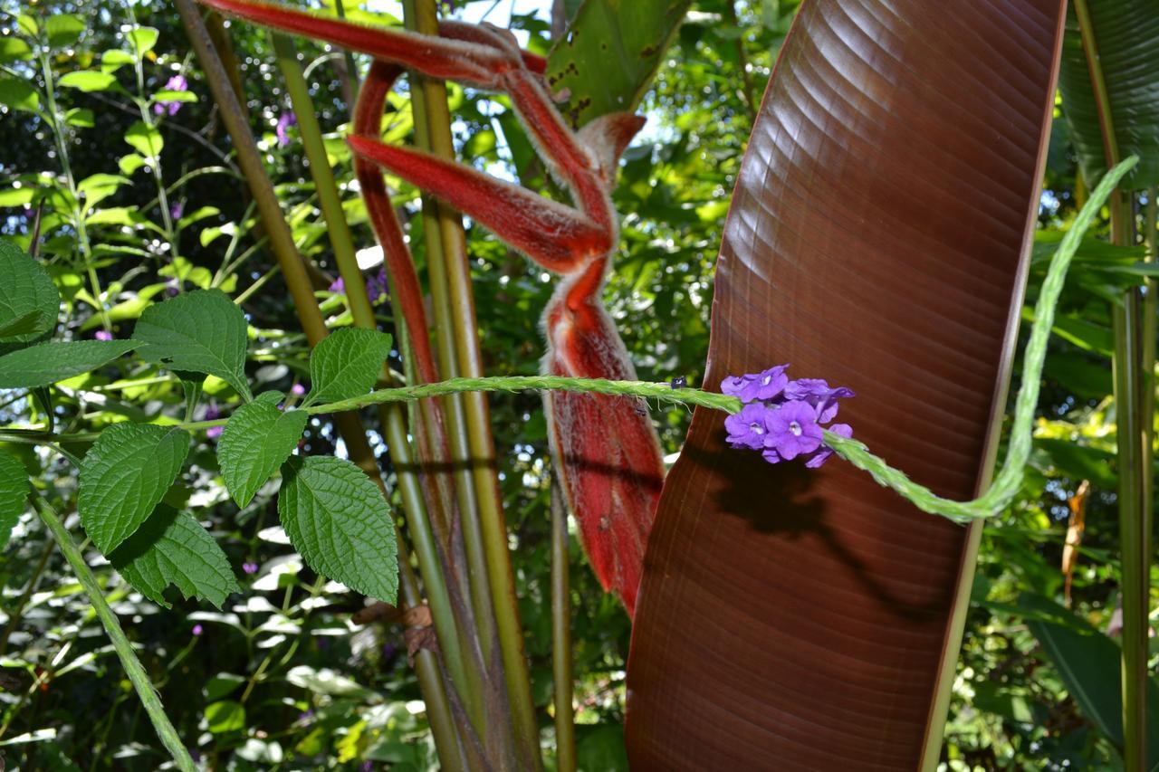 Natuga Ecolodge-Villas Dominical Baru Ngoại thất bức ảnh