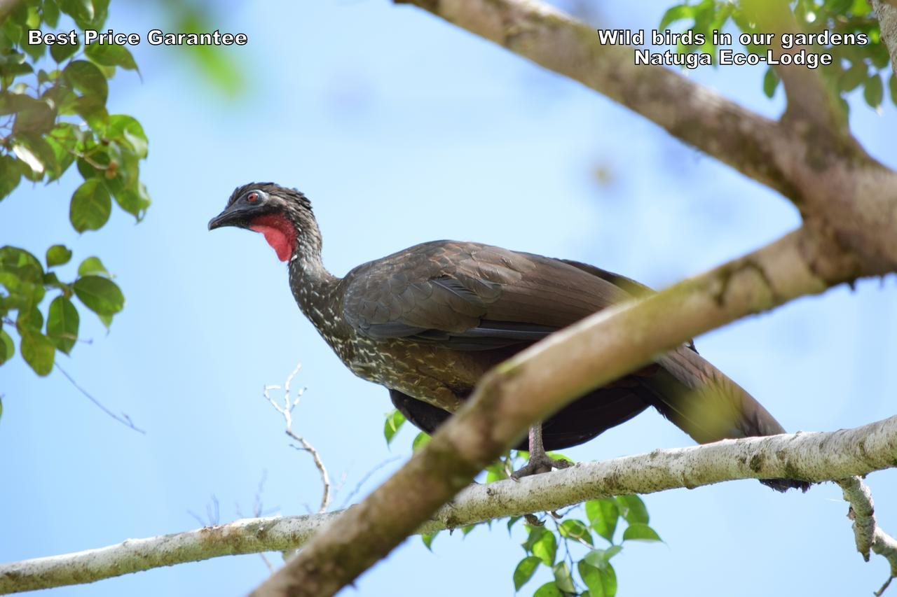 Natuga Ecolodge-Villas Dominical Baru Ngoại thất bức ảnh